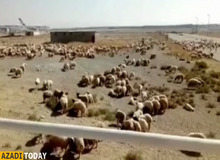 واکنش سازمان دامپزشکی نسبت به محموله گوسفندان در فرودگاه امام/ عادی است
