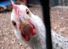  کیهان علت افزایش قیمت مرغ را  کشف کرد!