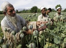 مقاله جنجالی درباره ارتباط تریاک و ابتلا به کرونا/ آیا به راستی تریاک از مبتلا شدن افراد به کرونا جلوگیری می کند؟
