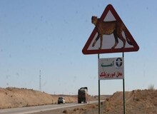 ایمن‌سازی جاده «عباس آباد» برای یوزپلنگ آسیایی به کجا رسید؟
