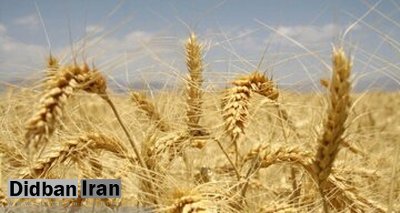 افزایش قیمت در کمین گندم جهانی؛ تولید گندم به پایینترین سطح رسید