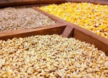 بازرس اتحادیه واردکنندگان نهاده‌های دام و طیور: کل موجودی جو در سراسر کشور زیر ١٠٠ هزار تن است/ در خرید کنجاله سویا با محدودیت روبرو هستیم