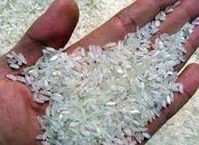 سازمان غذا و دارو: برنج پلاستیکی در کشور وجود ندارد