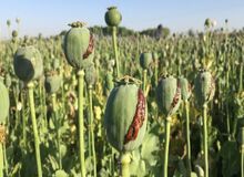 رکوردزنی افغانستان در تولید تریاک و مخدرهای صنعتی