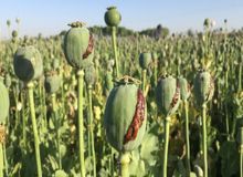 رکوردزنی افغانستان در تولید تریاک و مخدرهای صنعتی