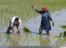 قرارداد ۷۰۰ میلیارد تومانی دولت با قرارگاه خاتم الانبیا سپاه پاسداران برای تولید برنج
