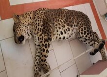 پلنگ قائمشهر صبح پیدا و ظهر تلف شد/ رئیس بیمارستان دامپزشکی تهران: عملیات زنده گیری کاملاً خنده‌دار و غیرحرفه‌ای بود

