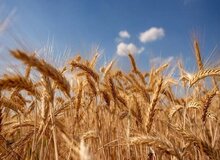 پوشش بذر مبتنی بر کیتوسان عملکرد گندم را ۱.۵ برابر افزایش می‌دهد