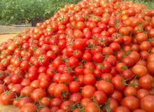 عوارض صادرات گوجه فرنگی باطل شد 