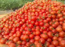 عوارض صادرات گوجه فرنگی باطل شد 