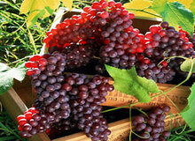  از بین بردن سلول‌های سرطانی روده به وسیله انگور