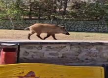حضور عجیب گراز در بیمارستان قلب تهران + فیلم