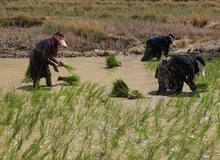 درخواست برنجکاران برای لغو ممنوعیت کشت با توجه به بارش‌ها در خوزستان

