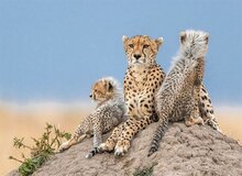 
دوقلوزایی «هلیا» در زایمان دوم/ رویت هلیا در یوزکنام پل ابریشم
