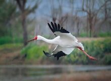 «رویا» در ایران ماند