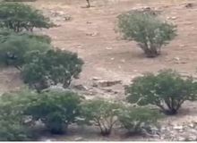 حمله ۳ گرگ به گله گاو‌ها در ارتفاعات استان کردستان+فیلم 