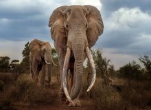 چگونه حیوانات مسن به بقای گونه‌ها کمک می‌کنند؟
