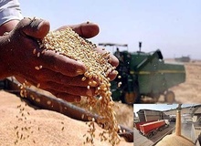 معاون وزیر کشاوری: پرداخت 72 درصدی مطالبات گندم‌کاران/ پرداخت به کشاورزان بی‌واسطه انجام می‌شود