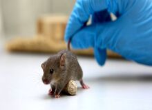 کرونای جدید موش ها را آلوده می کند