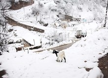 در پی بارش‌های سنگین؛ ۷۵۰ روستای کرمانشاه در محاصره برف هستند
