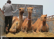 صادرات شتر آزاد شد
