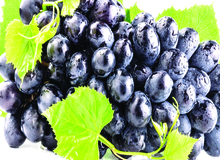یاقوت‌های جهانی کردستان