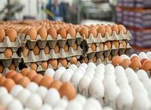 «تخم‌مرغ» ایرانی خریدار ندارد!