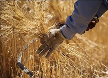 آب نرسید، گندم اصفهان خوراک دام شد