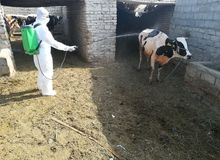 شناسایی ۹ فرد مبتلا به بیماری تب کریمه کنگو در کشور/ یک نفر درگذشت
