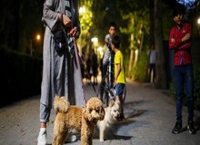 طرح جلوگیری از سگ‌گردانی، در انتظار نوبت صحن مجلس