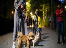 طرح جلوگیری از سگ‌گردانی، در انتظار نوبت صحن مجلس