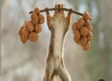 حمله سنجاب، به باغات گردوی مرغوب تویسرکان