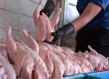 عضو اتاق بازرگانی تهران خبرداد؛ احتمال افزایش دوباره قیمت مرغ در هفته‌های آینده