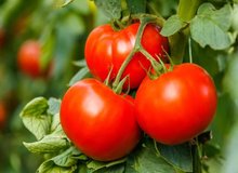  سه روش مهم و کاربردی برای فریز کردن گوجه فرنگی