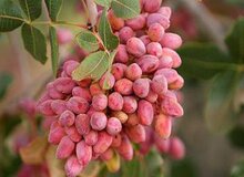 یک پیش‌بینی تکان‌دهنده از قیمت پسته / خسارت سنگین کشاورزان کرمانی بر اثر قطعی برق