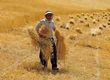 اگر بارشی نداشته باشیم، شرایط سبزینگی دیم‌زار‌ها خوب نخواهد بود