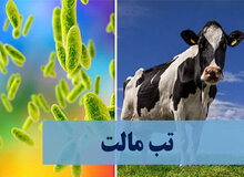 روند ابتلا به تب مالت در بروجرد افزایشی شد
