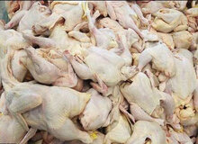 قیمت مرغ  ۱۵ هزارتومان شد/ وعده عضو هیات مدیره اتحادیه مرغداران گوشتی برای کاهش قیمت در هفته های آینده 