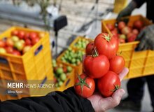 اعمال محدودیت‌های صادراتی برای گوجه‌فرنگی رد شد