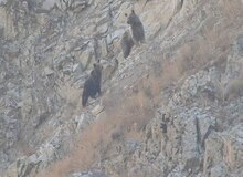 مشاهده خرس ماده و دو توله در منطقه حفاظت‌‌شده البرز