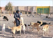 سگ گردانی در خمین ممنوع شد