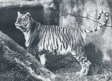 ۶۵ سال از غرش آخرین ببر مازندران گذشت 