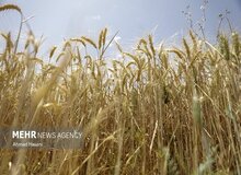 گندم جهانی ۴۰ درصد گران شد؛ خریداران در انتظار افزایش بیشتر قیمت