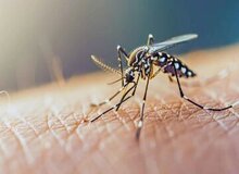 شیوع تب خطرناک ‌در جنوب ایران/ هر دو هفته یک موج جدید ‌مشاهده می‌شود