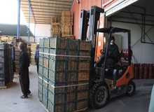 نماینده ارومیه: ۸۰۰ هزار تن سیب در سردخانه‌ها باقی مانده است