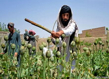 ماجرای کاهش تولید تریاک در افغانستان/ هدف طالبان از ممنوعیت کشت خشخاش چیست؟
