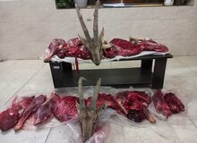 کشف لاشه ۲ کل و بازداشت شکارچیان غیرمجاز در میامی
