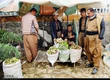 غذاهای بهاری کرمانشاه ثبت ملی می‌شوند