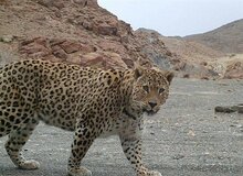 تصویر پلنگ ایرانی درسفید کوه خرم آباد ثبت شد/ عکس