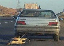 حیوان آزار نصیر شهر دستگیر شد